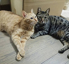 猫と共生できる街をめざして!